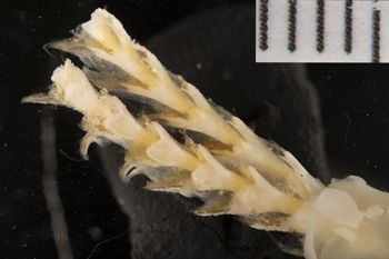 Media type: image;   Malacology 169662 Description: Digital documentation photo of preserved specimen.;
